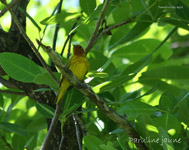 Paruline jaune_3050.jpg